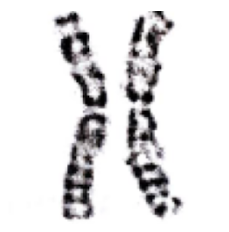 A Pair of Chromosomes