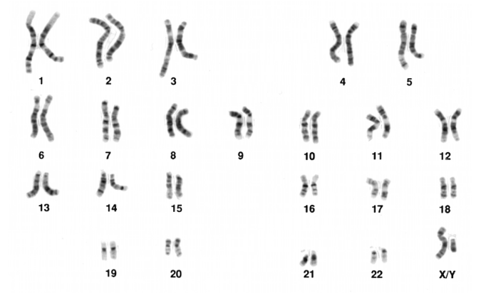 An individual's Chromosomes