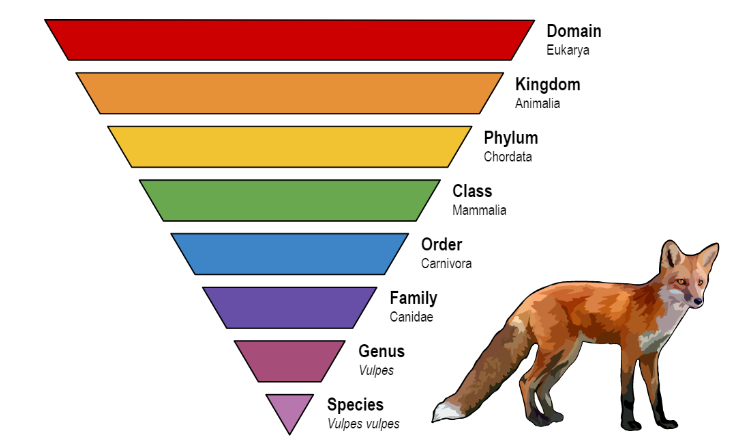 Levels of Classificaion