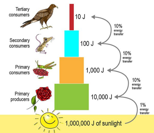 Food Chain