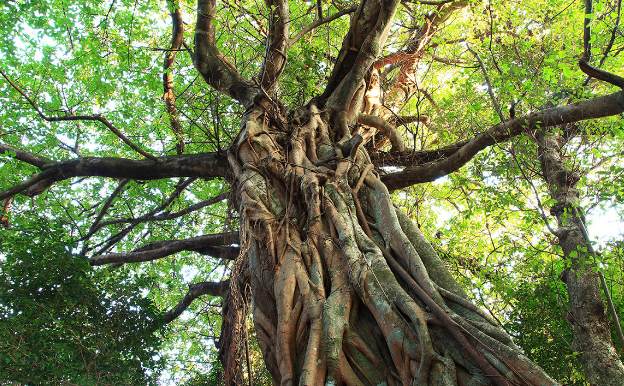 Strangler Figs