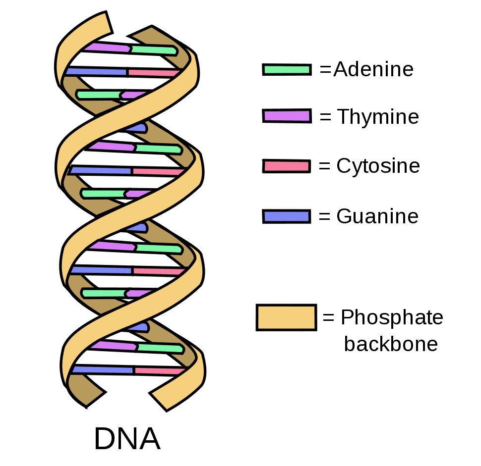 DNA