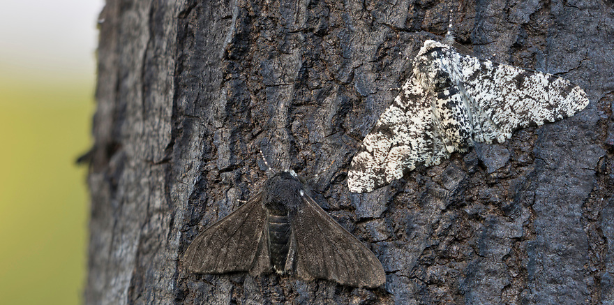 Peppered Moth