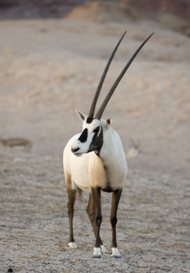 Arabian Oryx