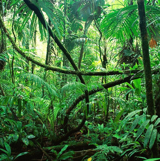 Rainforest