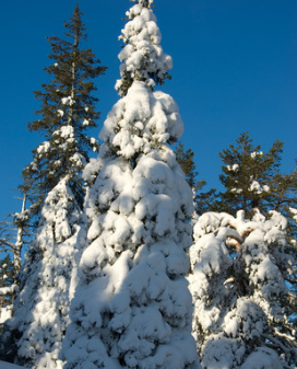 Spruce Tree