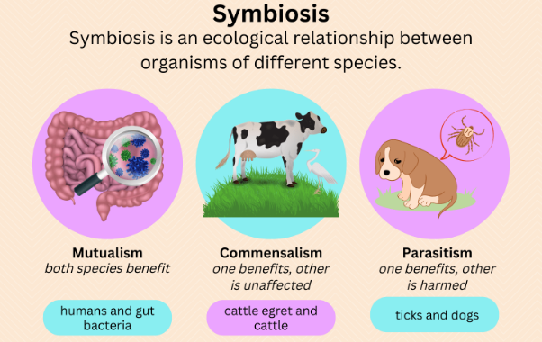 Symbiosis