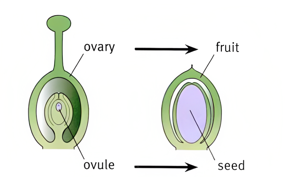 Seed Dispersal