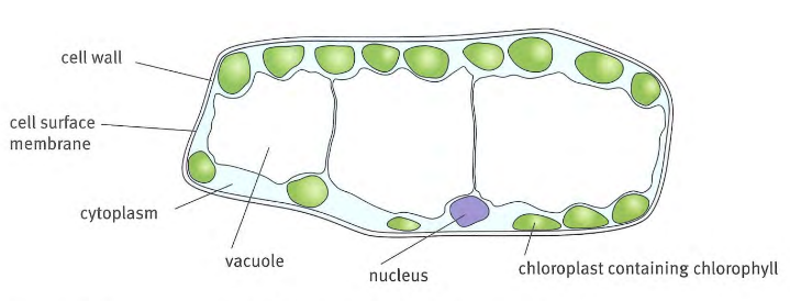 Photosynthesis