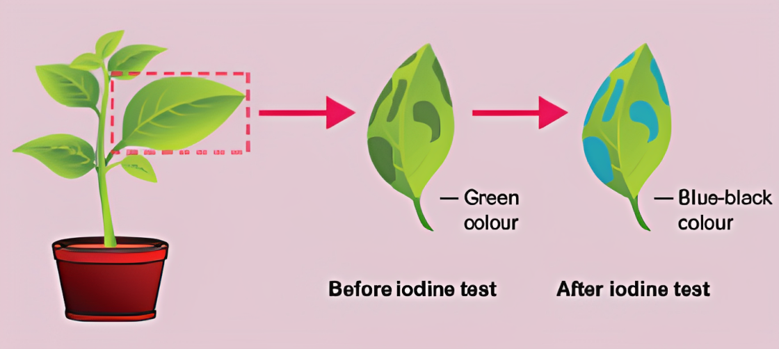 Testing a leave for starch