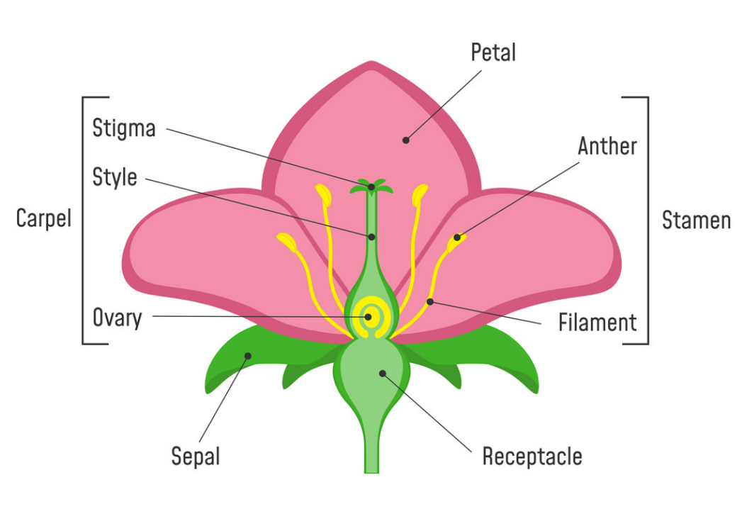 The structure of a flower