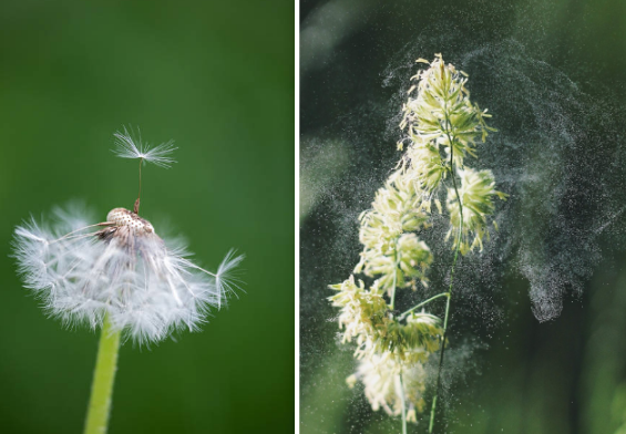 Wind-pollinated flowers