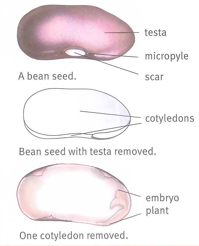 Seed Structure