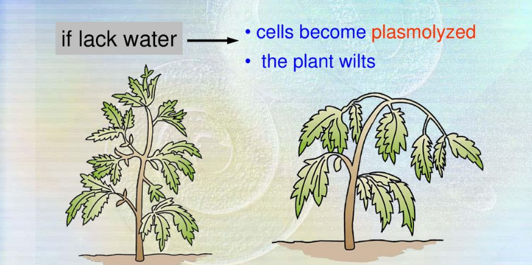 Water for support