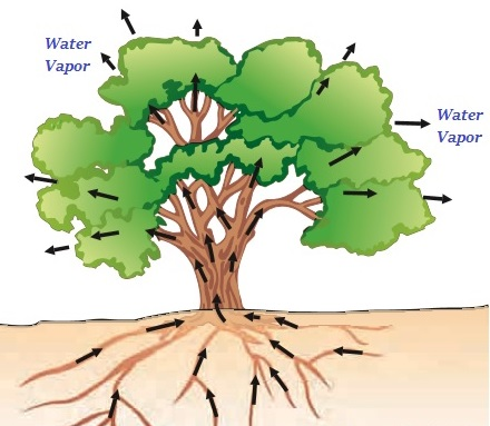 Water for transport