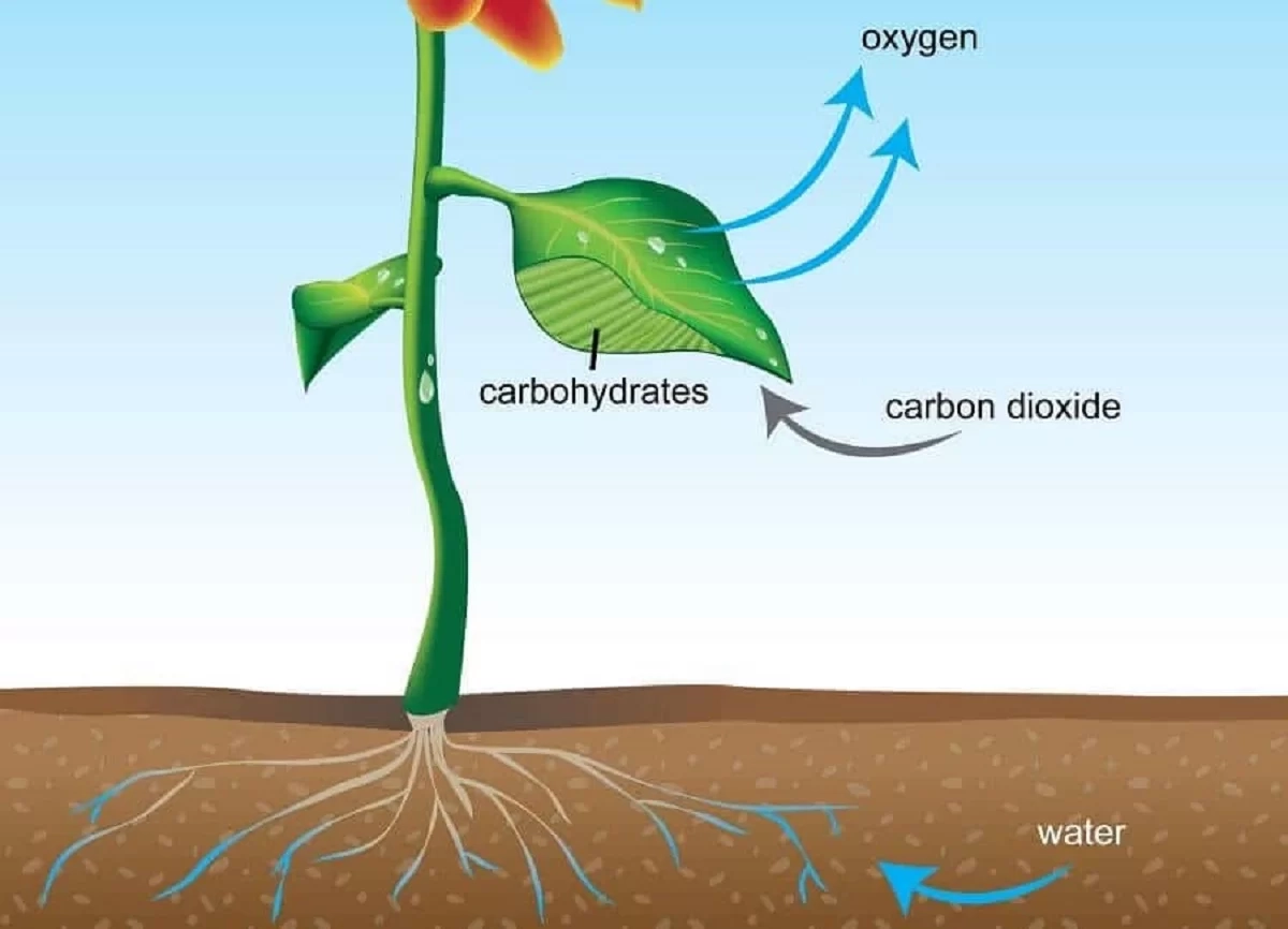 Water for photosynthesis